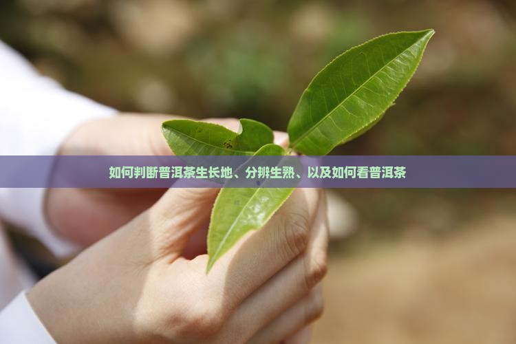 如何判断普洱茶生长地