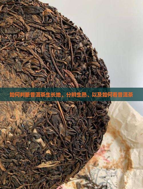 如何判断普洱茶生长地