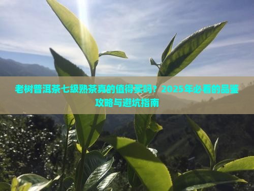 老树普洱茶七级熟茶好吗