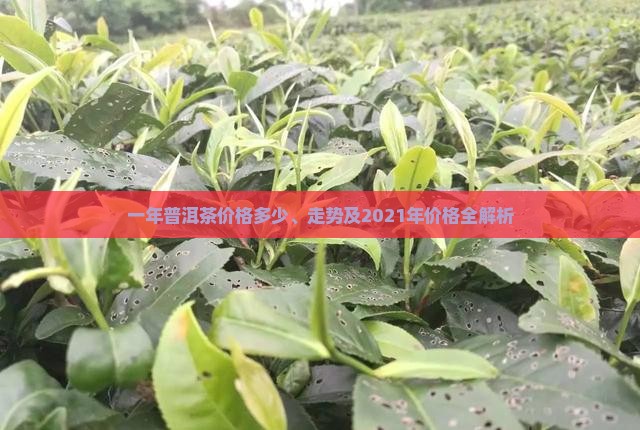 一年普洱茶价格