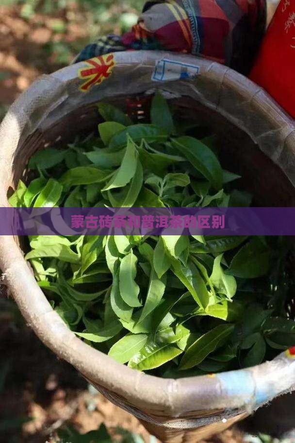 蒙古砖茶和普洱茶的区别