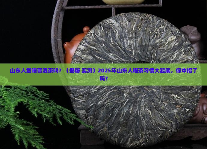 山东人爱喝普洱茶吗