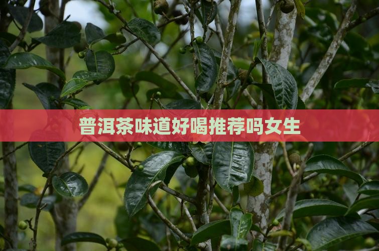 普洱茶味道好喝推荐吗女生