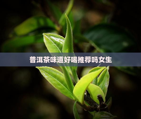 普洱茶味道好喝推荐吗女生