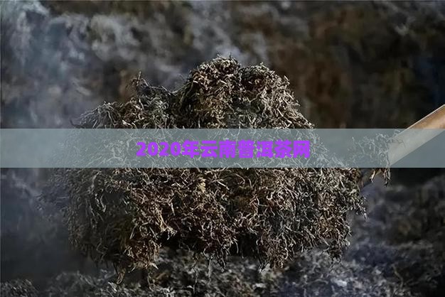 2020年云南普洱茶网