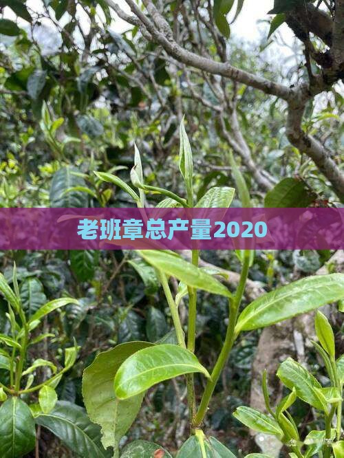 老班章总产量2020