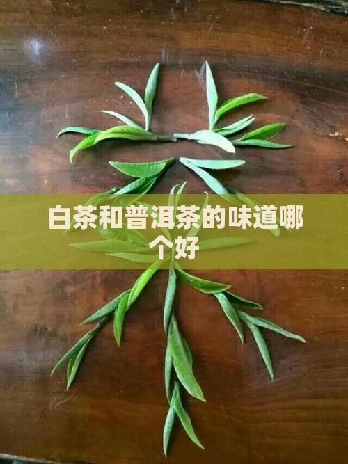 白茶和普洱茶的味道哪个好