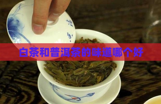 白茶和普洱茶的味道哪个好