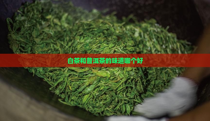 白茶和普洱茶的味道哪个好