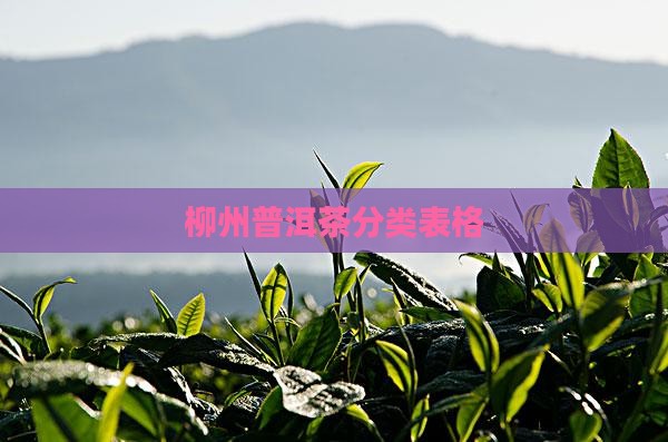 柳州普洱茶分类表格