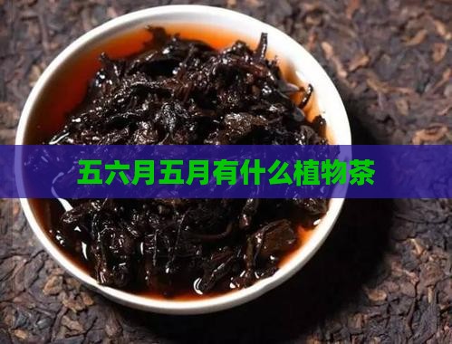 五六月有什么茶