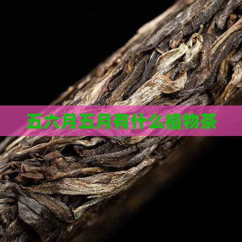 五六月有什么茶