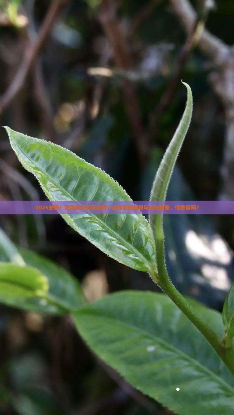普洱熟茶搭配普洱茶花喝吗