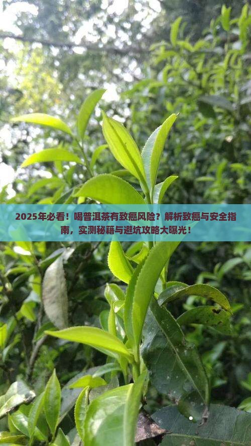 喝普洱茶有致癌风险