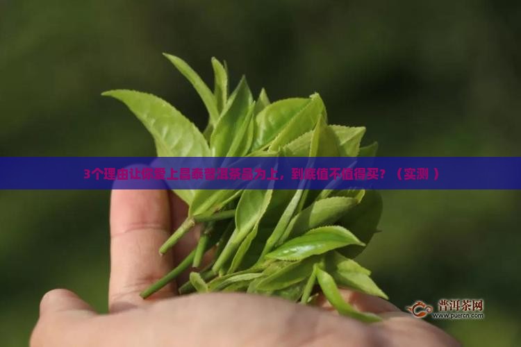 昌泰普洱茶品为上