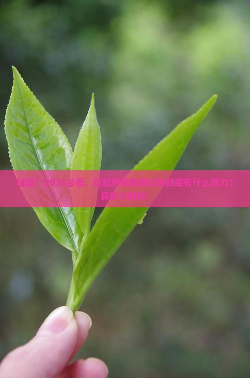 带果香的红茶是什么茶
