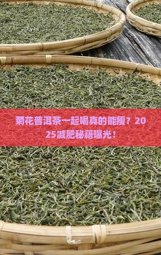 菊花和普洱茶一起喝减肥