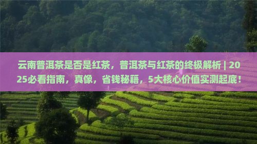 云南普洱茶是否是红茶
