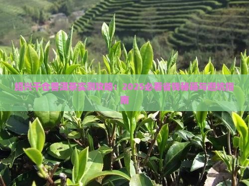 绍兴市干仓普洱茶