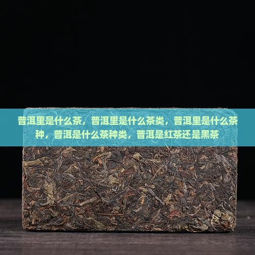 普洱里是什么茶