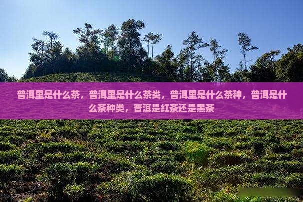 普洱里是什么茶