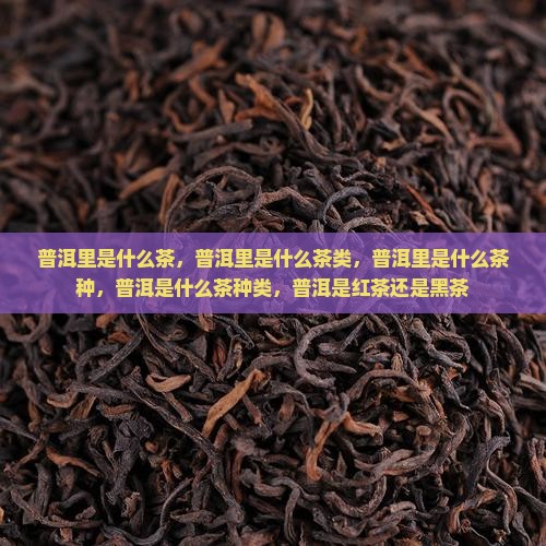 普洱里是什么茶