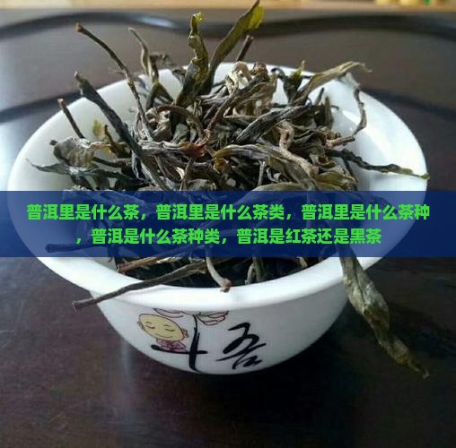 普洱里是什么茶