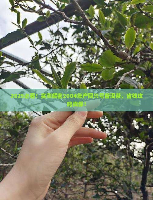 2004年产同兴号普洱茶