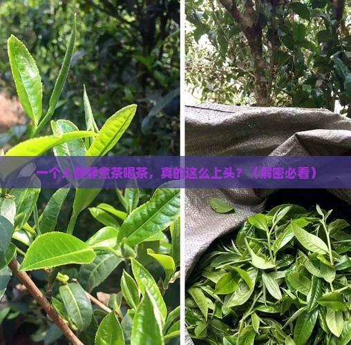 喜欢一个人静静煮茶喝茶