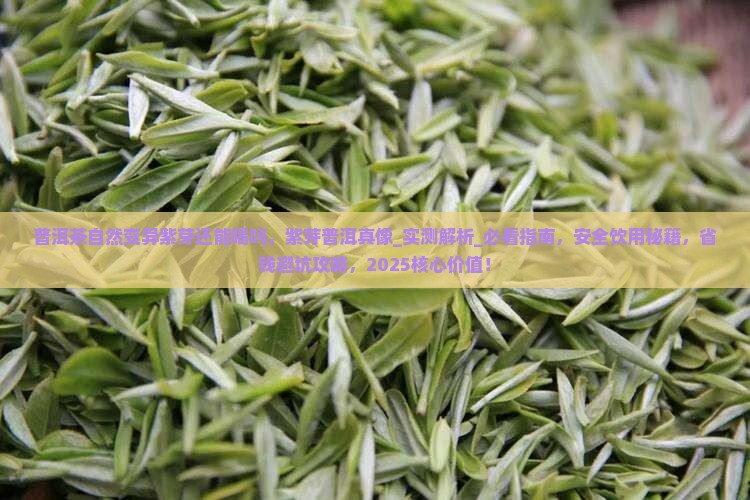 普洱茶自然变异紫芽还能喝吗