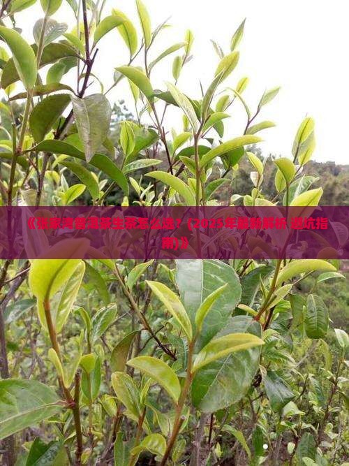 张家湾普洱茶生茶