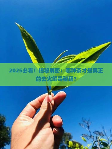 什么茶能去火解毒