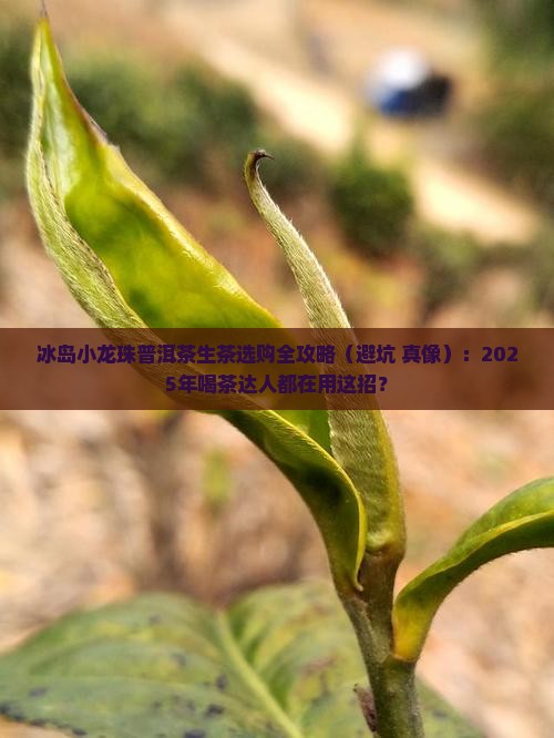 冰岛小龙珠普洱茶生茶