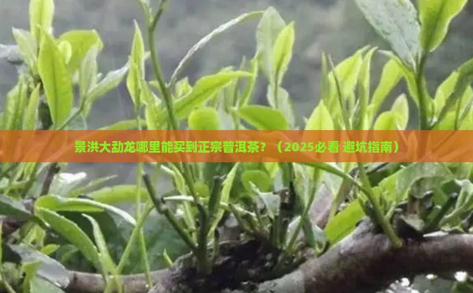 景洪大勐龙有普洱茶吗 景洪大勐龙有普洱茶吗