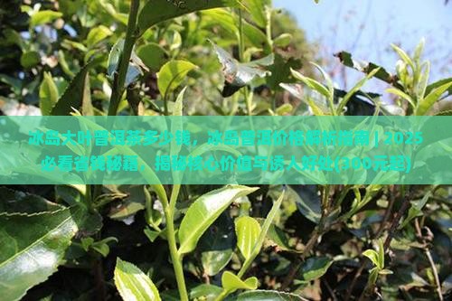 冰岛大叶普洱茶多少钱