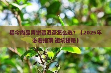 福今尚品青饼普洱茶