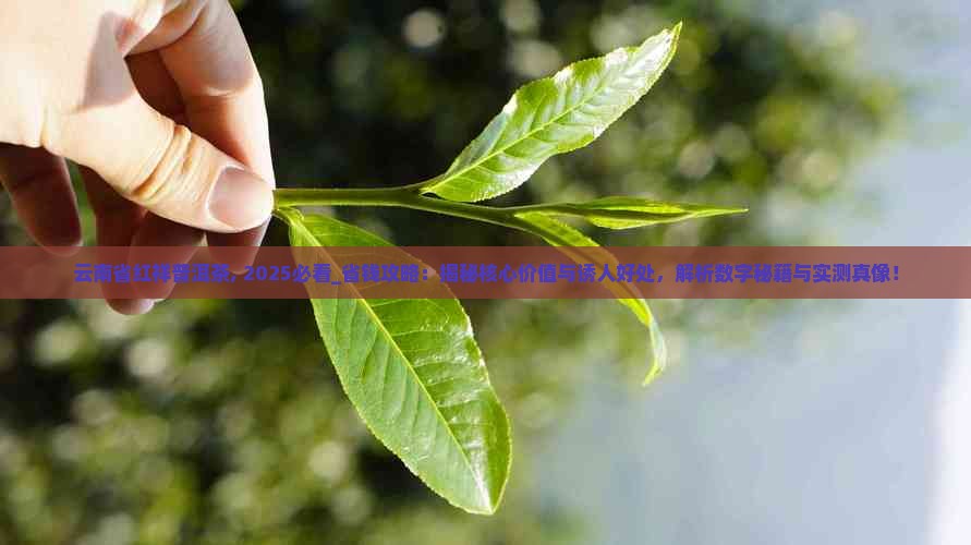 云南省红祥普洱茶