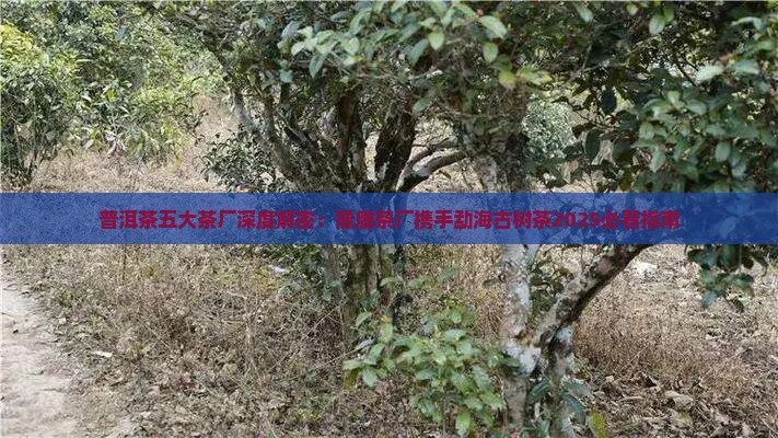 普洱茶五大茶厂豫康茶厂的普洱茶