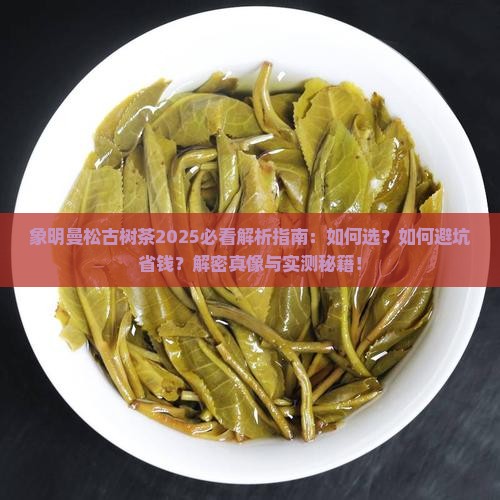 象明曼松古树茶