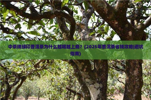 中茶牌绿印普洱茶