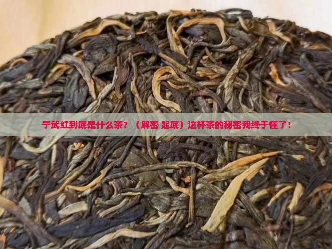 宁武红是什么茶