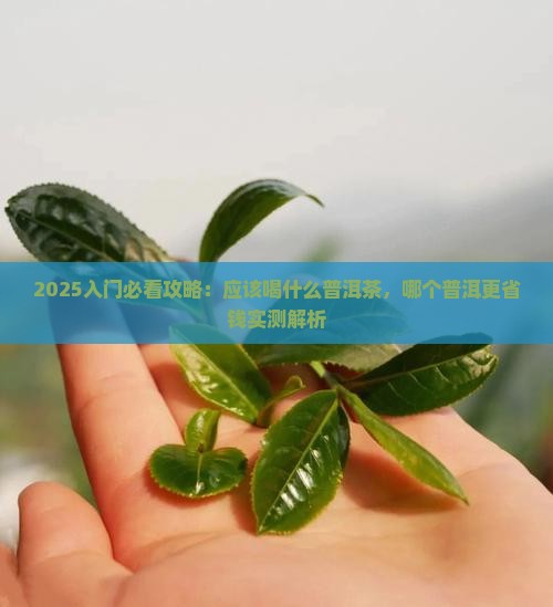 新入门应该喝什么普洱茶