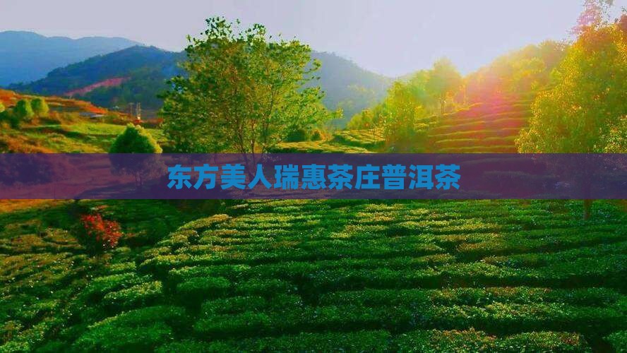 东方美人瑞惠茶庄普洱茶