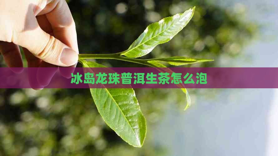 冰岛龙珠普洱生茶怎么泡