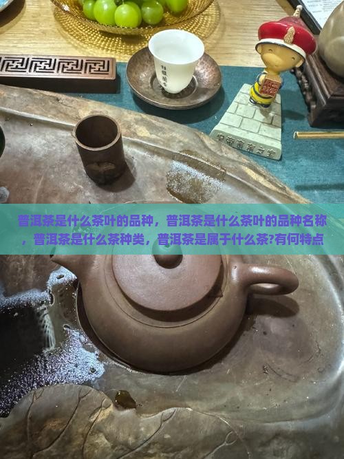 普洱茶是什么茶叶的品种
