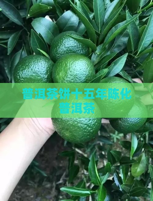普洱茶饼十五年