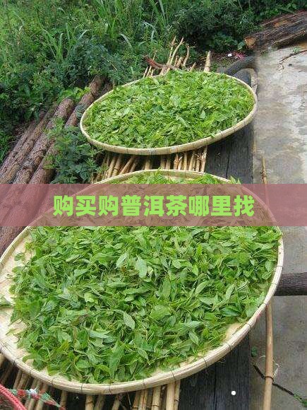 购买购普洱茶哪里找