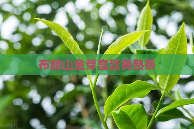 布朗山金芽宫廷黄熟茶