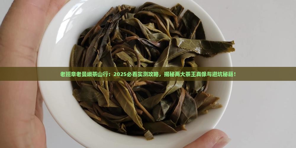 老班章老曼峨茶山行