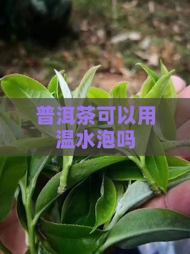 普洱茶可以用温水泡吗